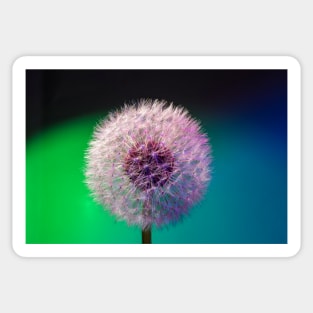 Dandelion head blue green background Sticker